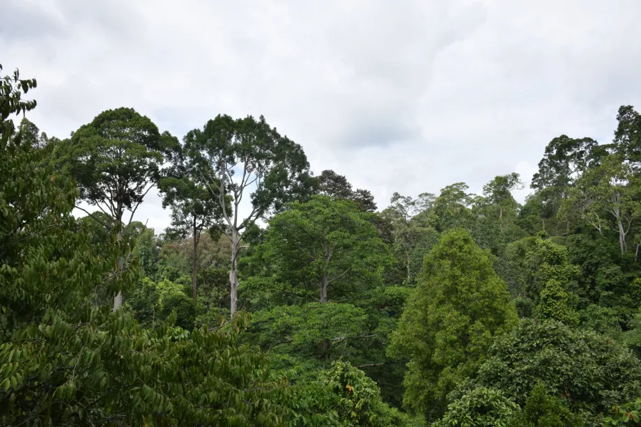 Djungeln i Danum Valley, Sabah, Borneo
