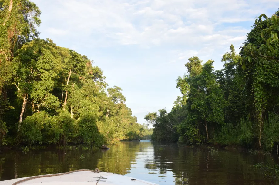 Flodsafari på Kinabatangan River, Sabah, Borneo
