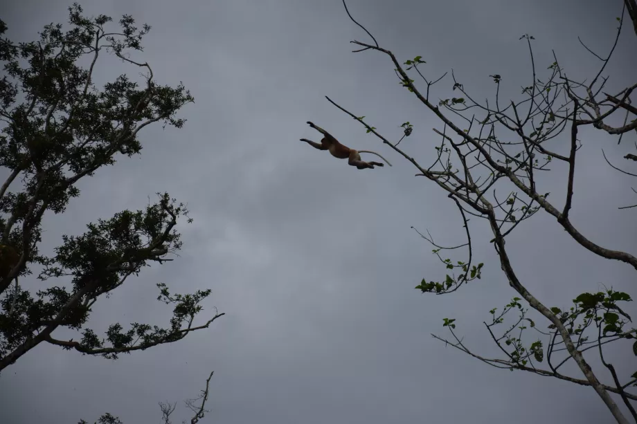 Floden Kinabatangan, Sabah, Borneo