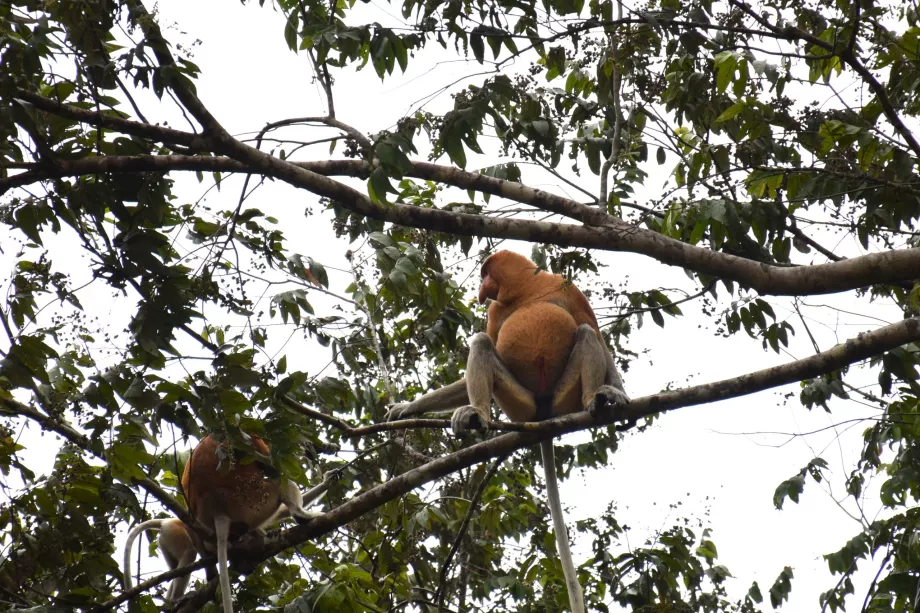 Klias våtmarker, Sabah, Borneo