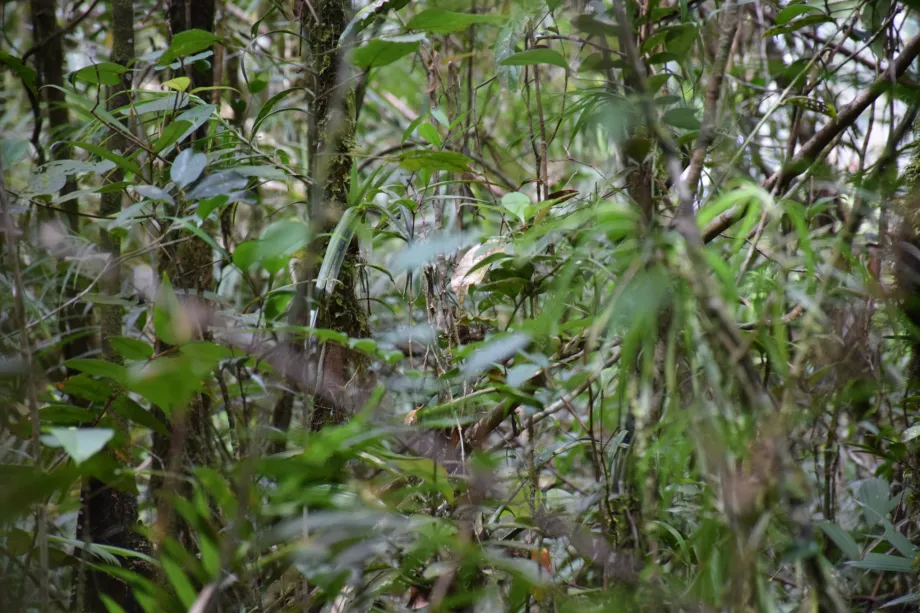Maliau-flodens avrinningsområde, Sabah, Borneo
