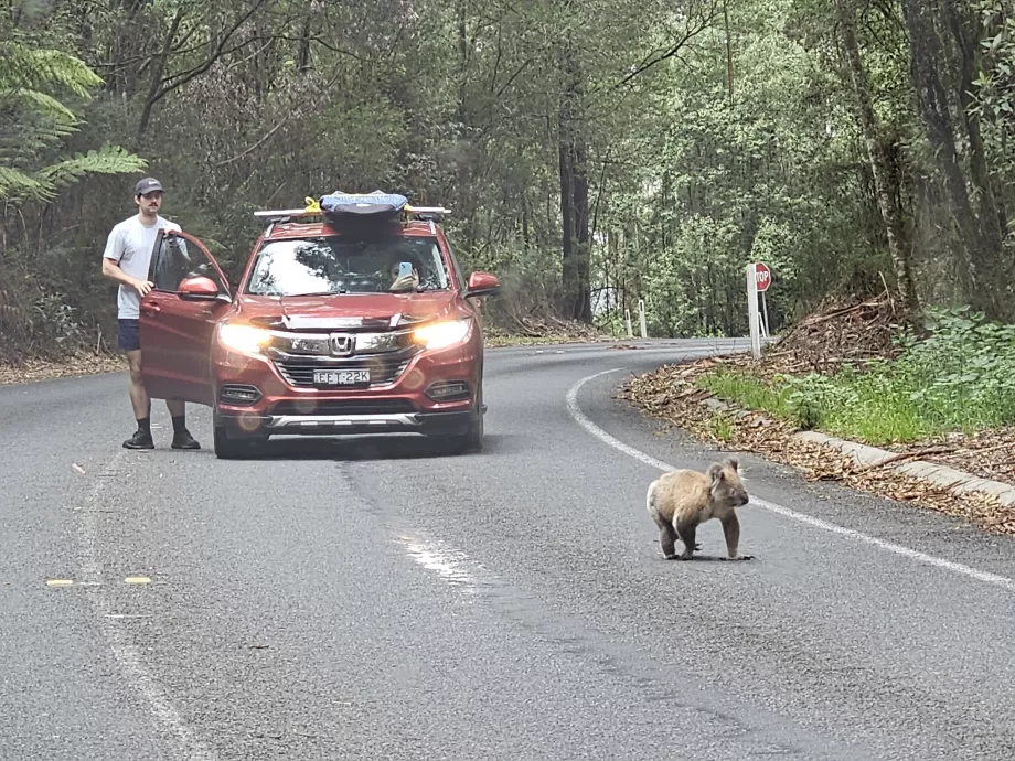 Nallebjörnen koala på väg