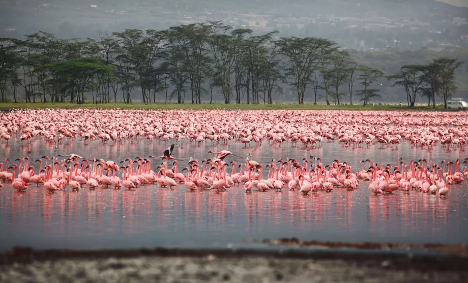 Flamingos i Nakuru