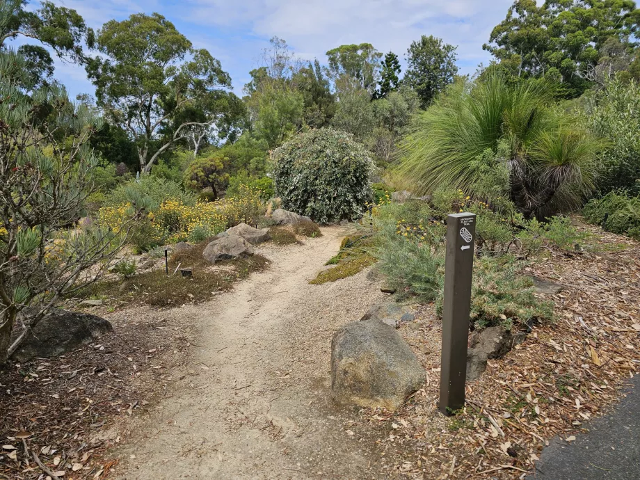 Botanisk trädgård