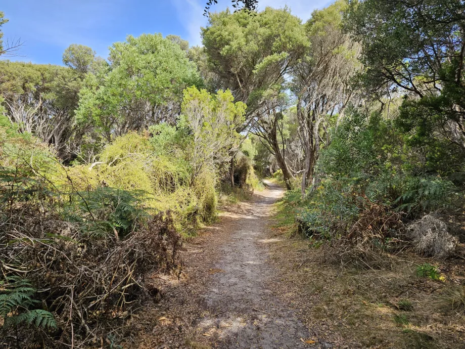 Förkalkad skog