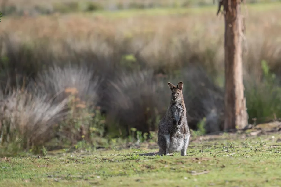 Känguru på King Island