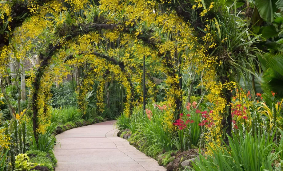 Botaniska trädgården i Singapore
