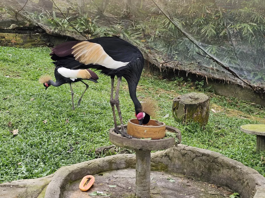 Fågelpark