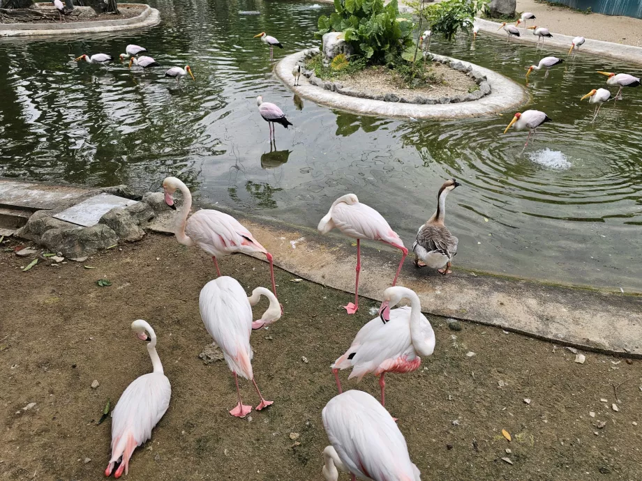 Fågelpark