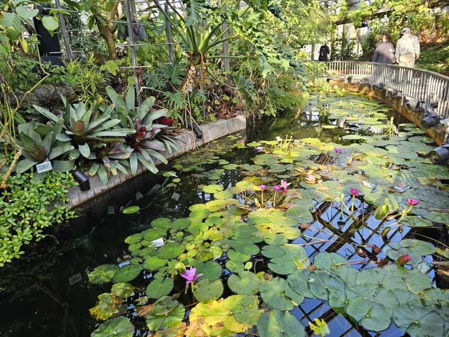 Kyoto botaniska trädgård