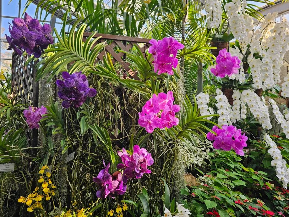 Kyoto botaniska trädgård