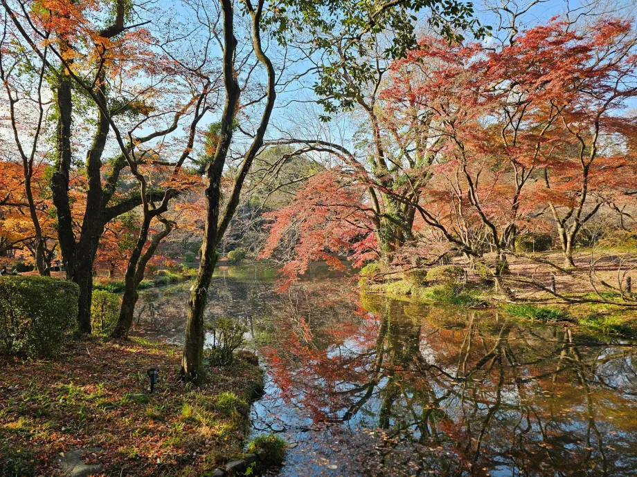 Kyoto botaniska trädgård