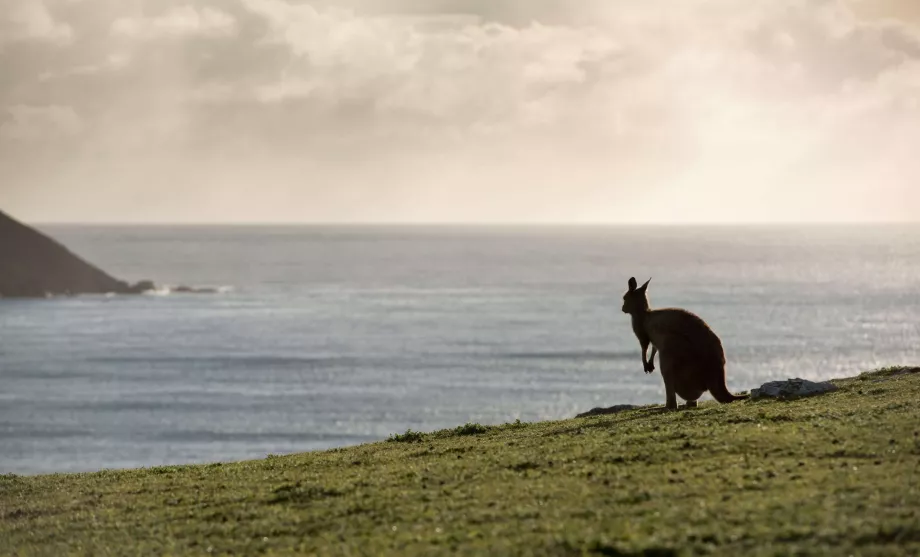 Känguru i Australien