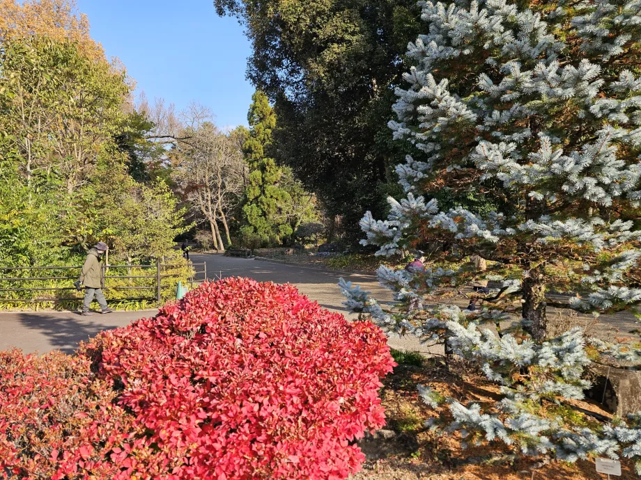 Kyoto botaniska trädgård