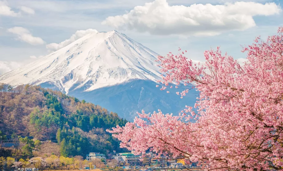 Fuji och sakura