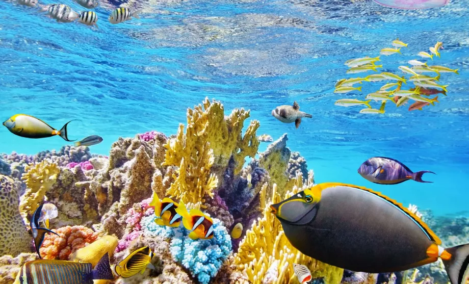 Snorkling vid Great Barreir Reef