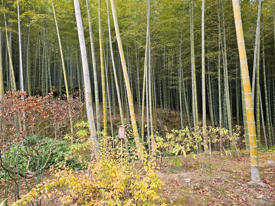 Arashiyama bambuskog