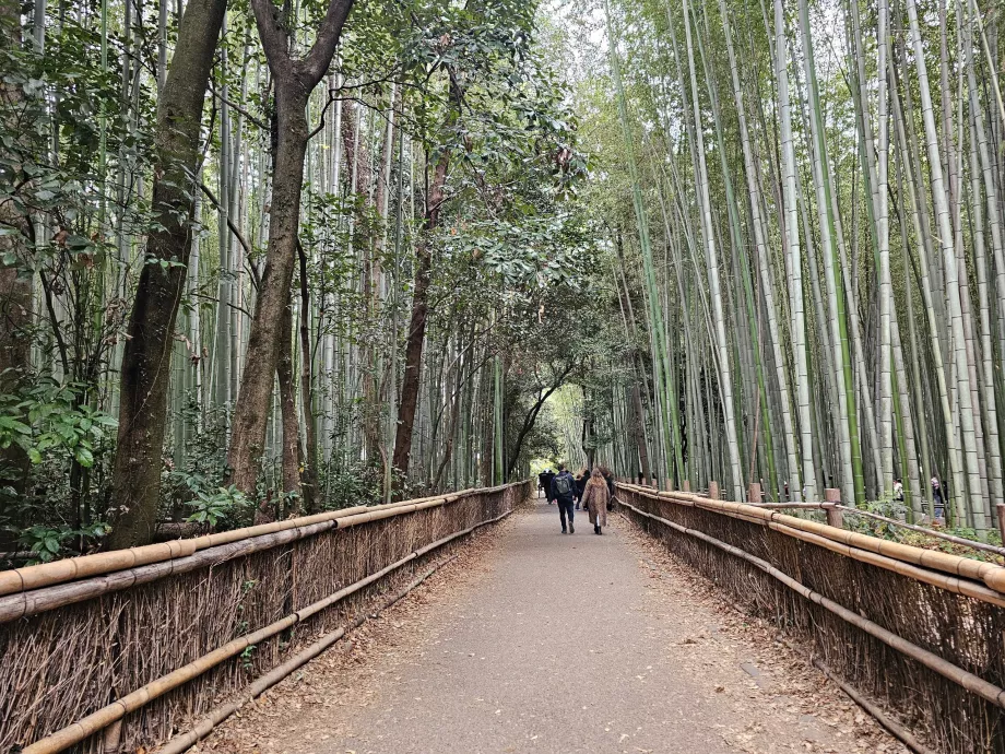 Arashiyama bambuskog