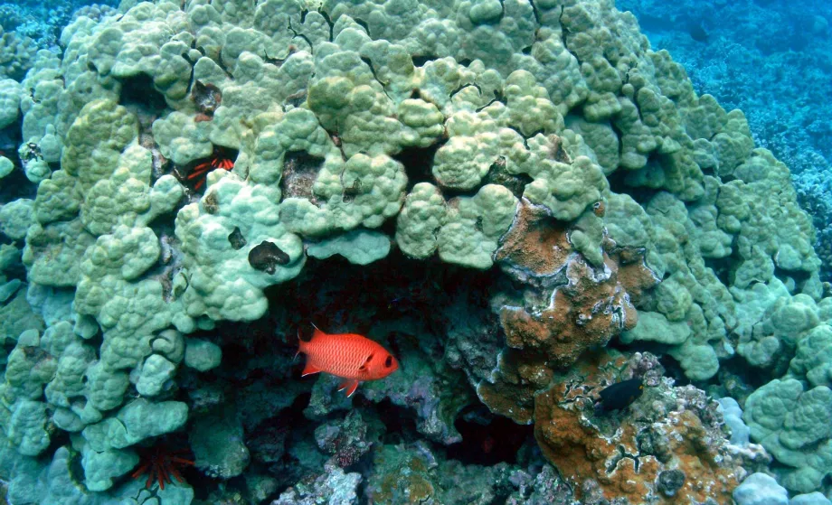 Honolua snorkling