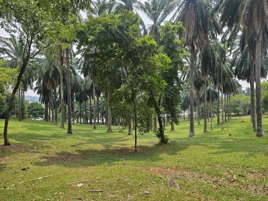 Botanisk trädgård