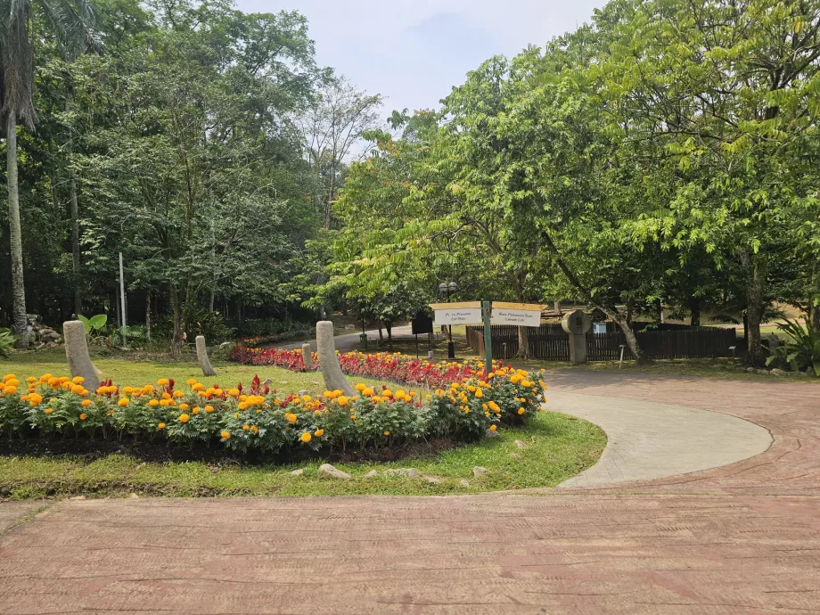 Botanisk trädgård