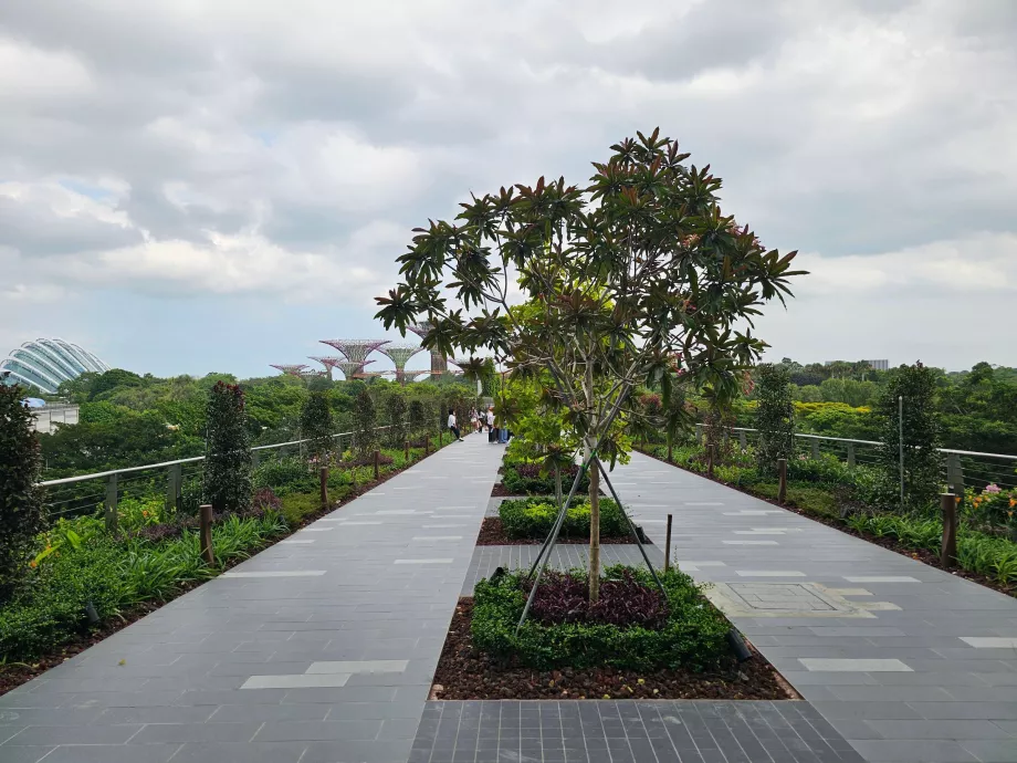 Promenadväg till Gardens by the Bay
