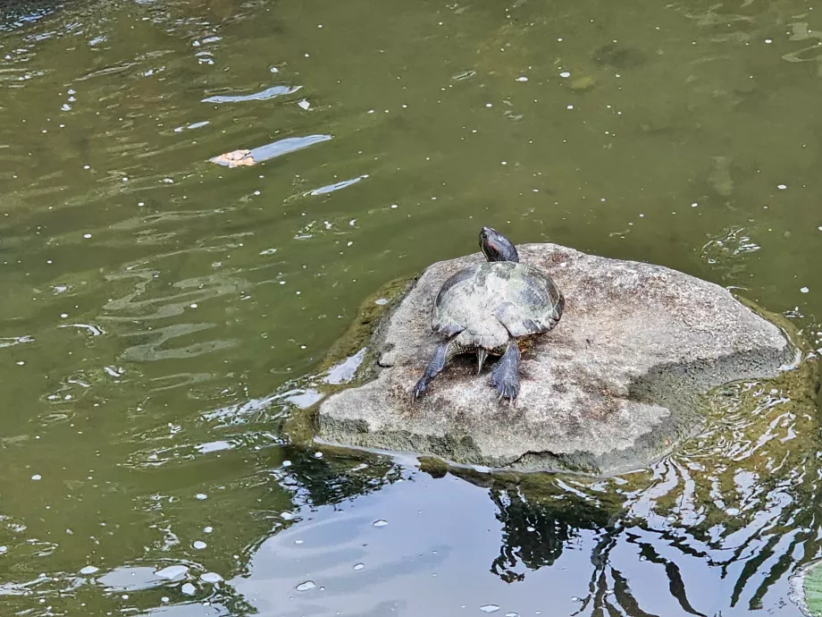 Trädgårdar vid bukten