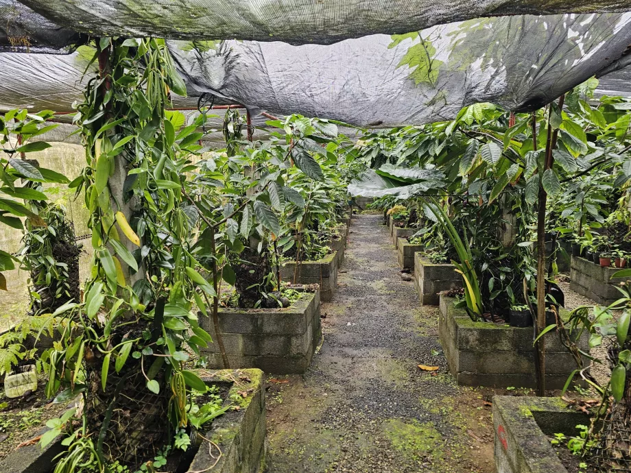 Plantage Vanille