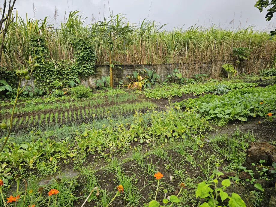 Plantage Vanille