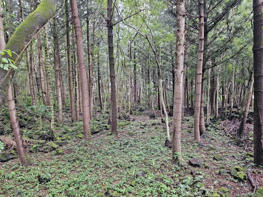 Bras d'Eau nationalpark