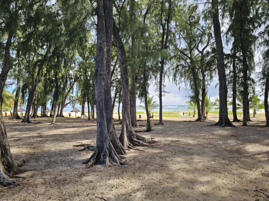 Parkera vid stranden i Flic en Flac