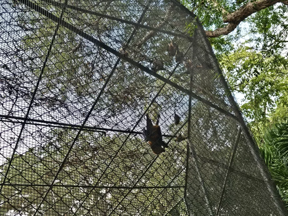 Fladdermöss på Casela Zoo
