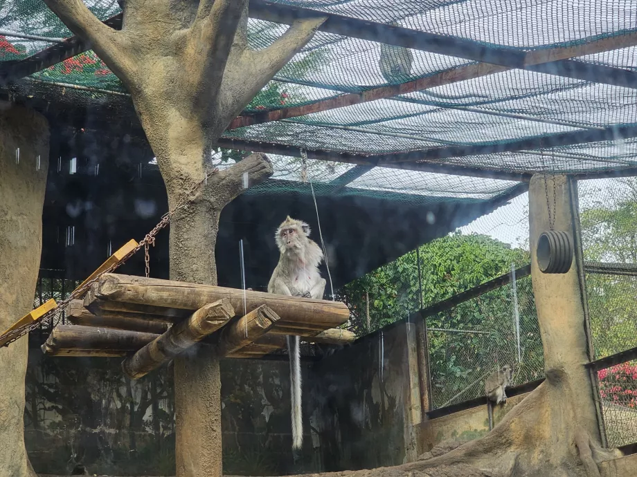 Apor på Casela Zoo
