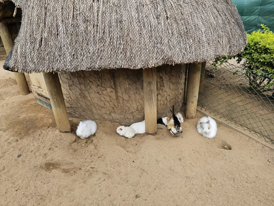 Kaniner på Casela Zoo