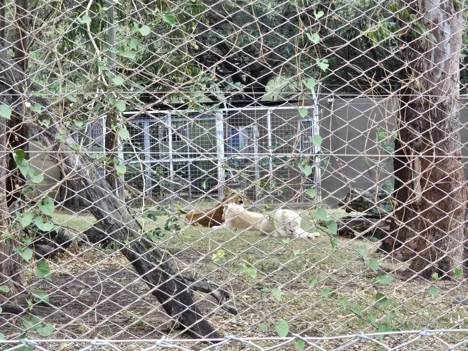 Lejon på Casela Zoo