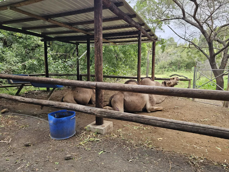 Kameler på Casela Zoo