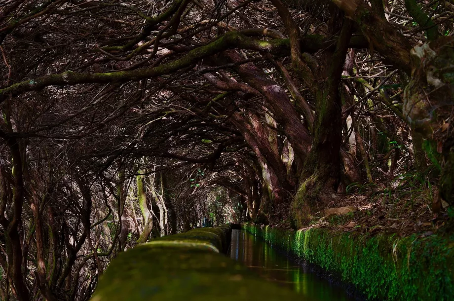 Levada 25 fjädrar