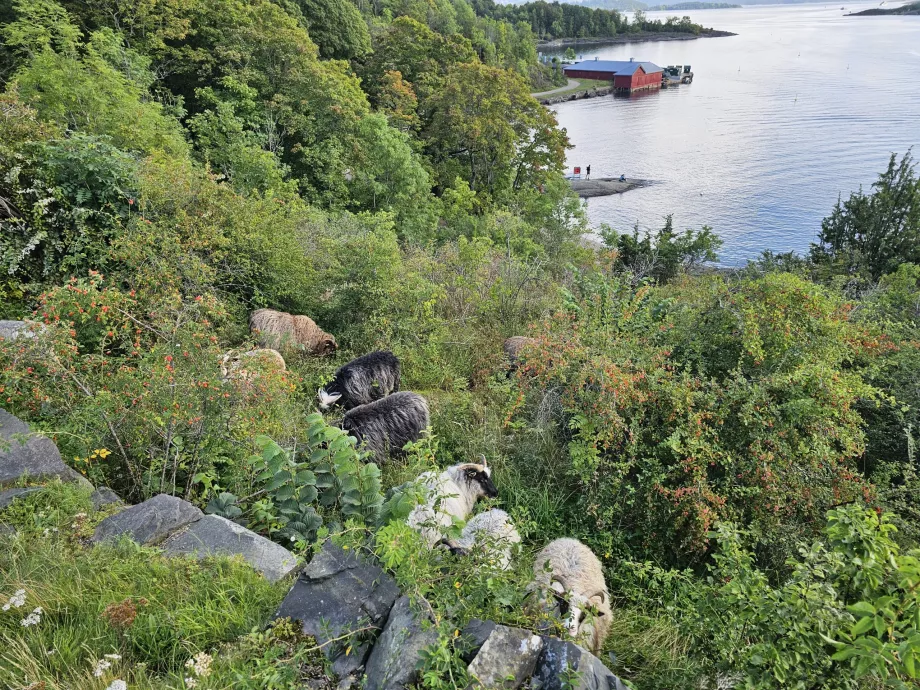 Djur på ön Hovedoya