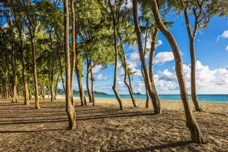 Träd på Waimanalo Beach