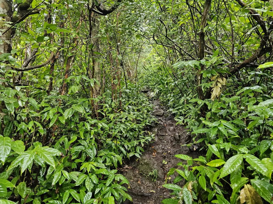 Piton du Canot, stig genom skogen
