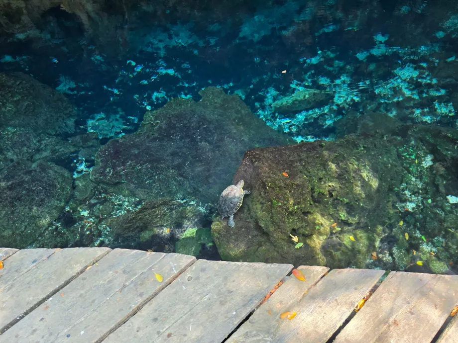 Sköldpaddor i Gran Cenote