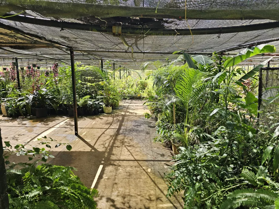 Saint Aubin, vaniljplantage