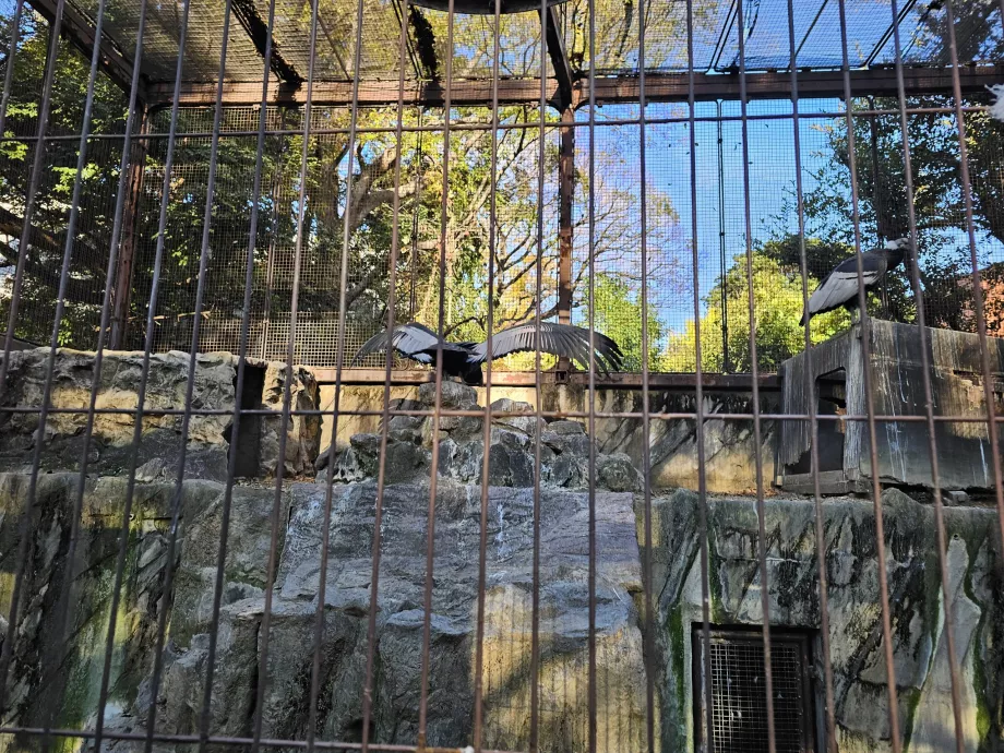 Gamar på Ueno Zoo
