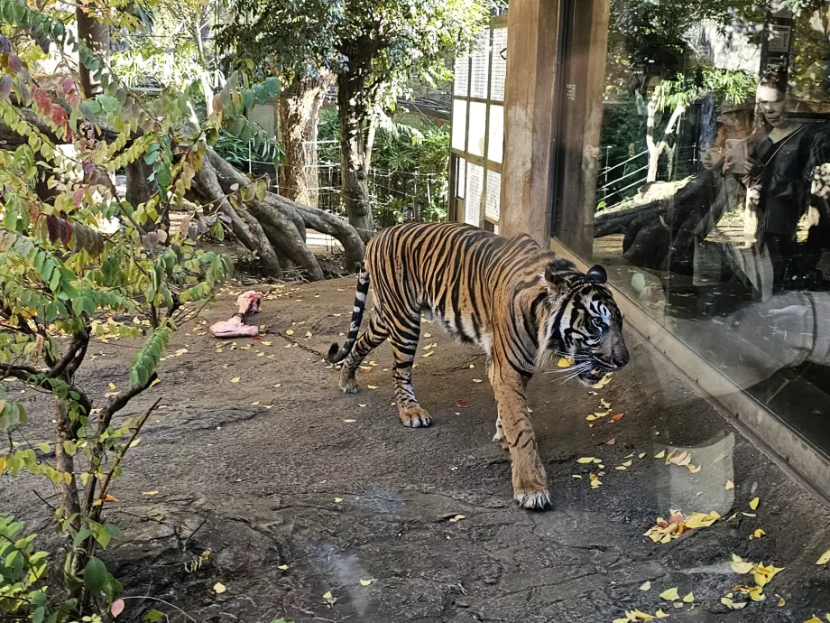 Tiger på Ueno Zoo