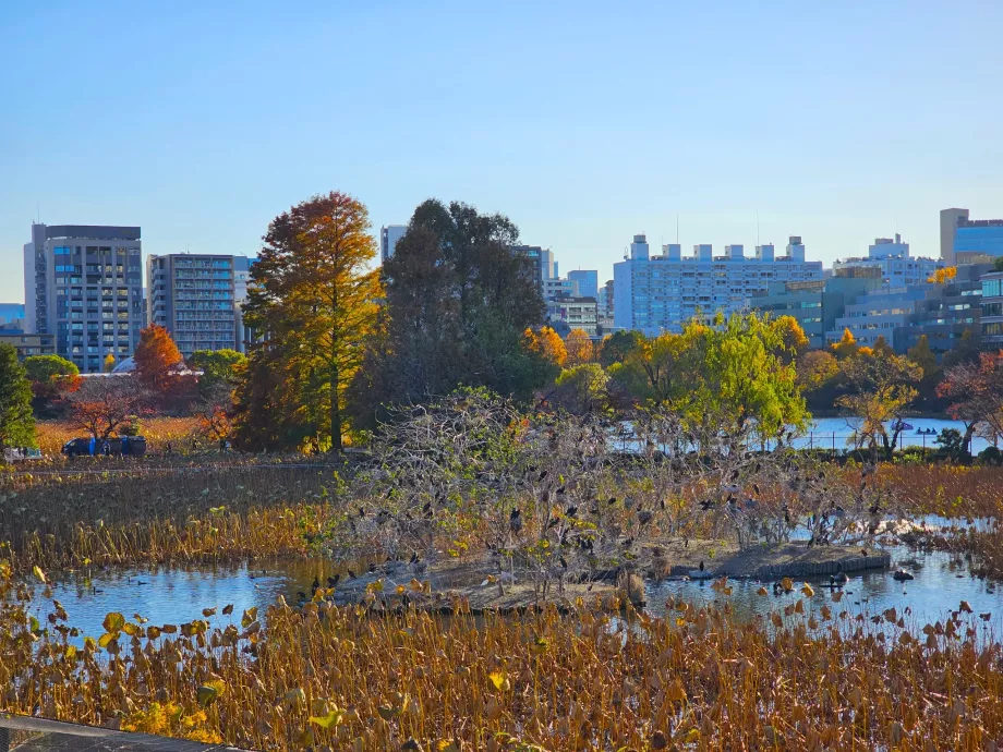 Ueno Park, Shinobazu-dammen