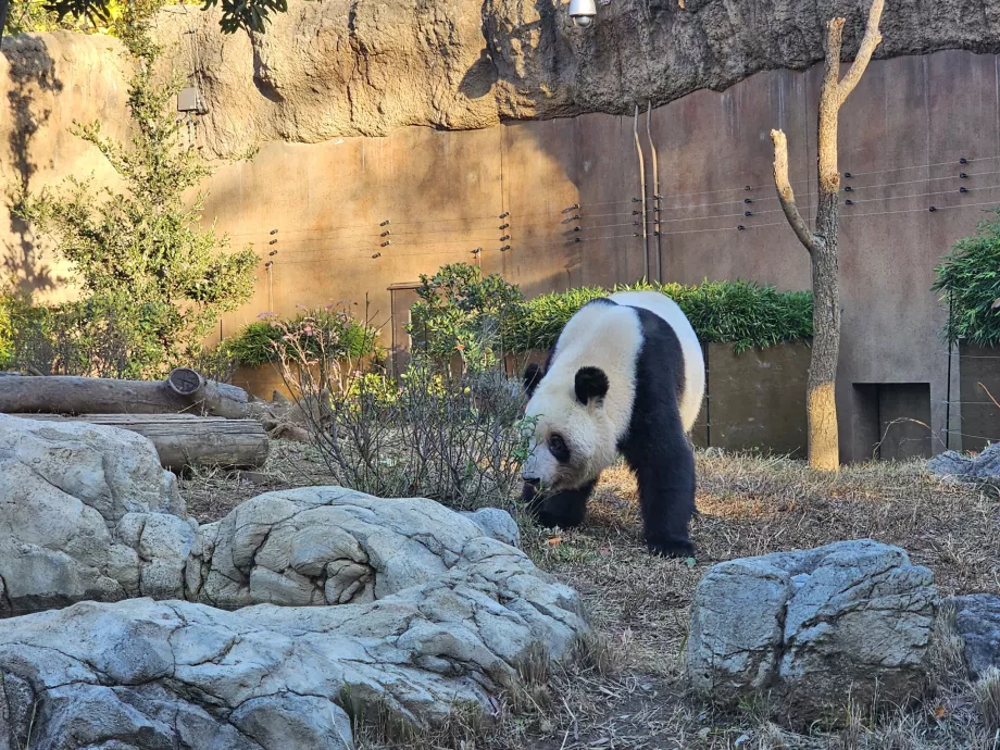 Panda på Ueno Zoo