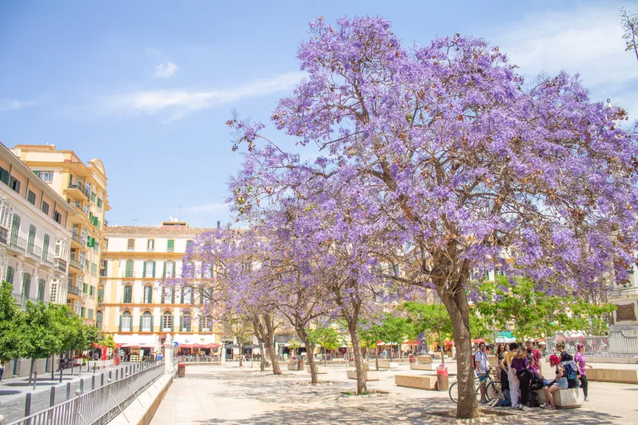 Jacarandaträd