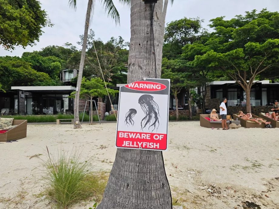 Rin Nai Beach, varning för maneter