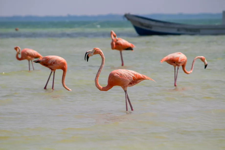 Flamingor på Holbox