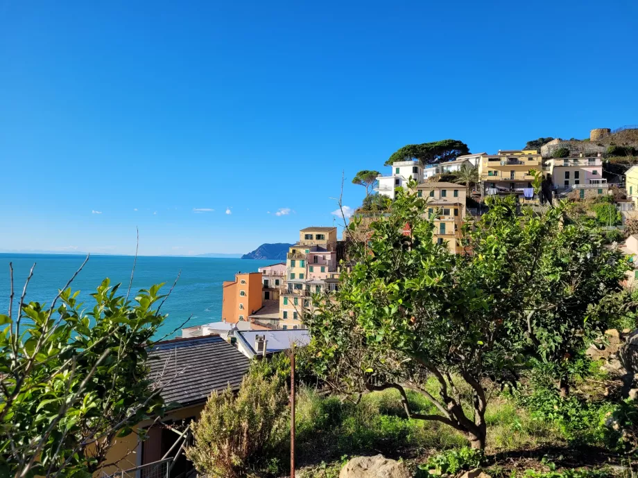 Apelsinträd i Riomaggiore